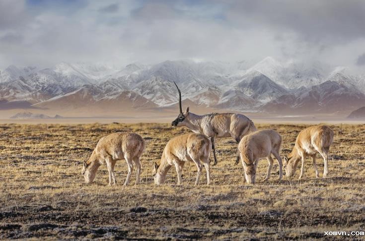 【源生万象】青海：从“生态之变”到“生态之美” ——对话生态摄影师焦生福