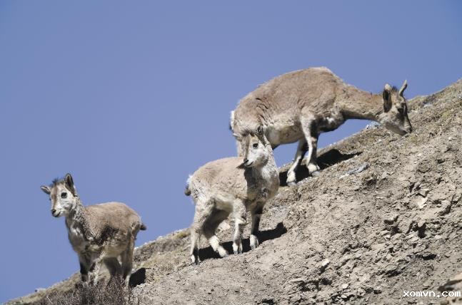 【锚定现代化 改革再深化】家住央隆：晨昏雁鹤两相闻 ——走进祁连山国家公园⑤