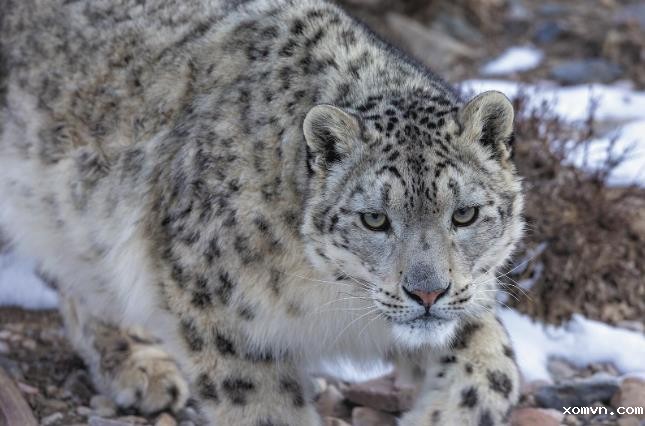 万物共生 和美永续 ——生态摄影师镜头里的祁连山生灵