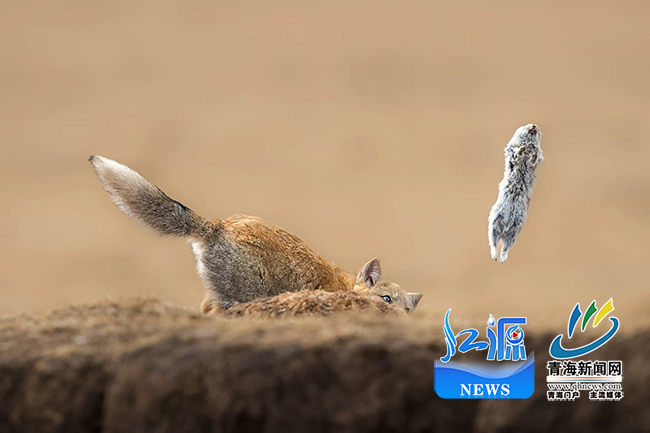 青海摄影师斩获国际自然摄影大赛冠军